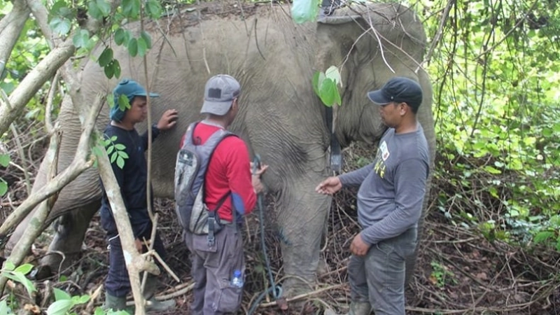 BKSDA Aceh Tangani Gajah Terluka di Kebun Warga Bener Meriah