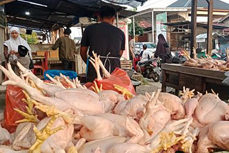 Harga Daging Ayam dan Ikan Tongkol di Banda Aceh Naik  