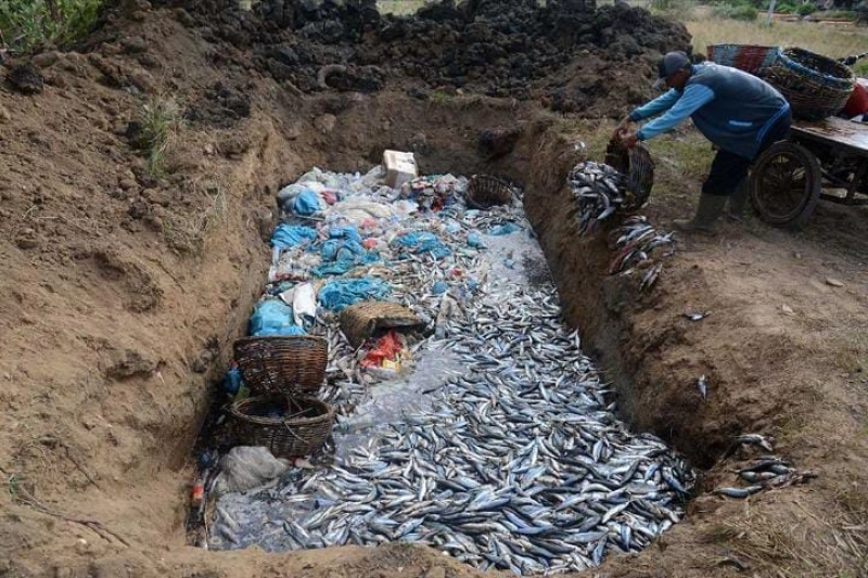 Nelayan Buang Ikan Gegara Tangkapan Melimpah