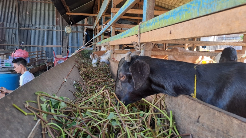 Harga Kambing Kurban di Banda Aceh Tembus Rp7,5 Juta Jelang Idul Adha