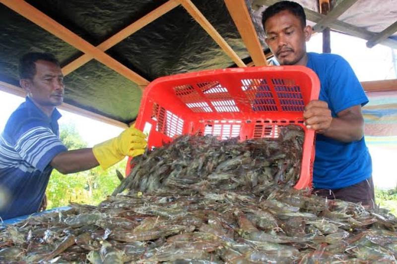 Tingkatkan Akses Pasar Udang ke Luar Negeri, KKP Jalin Kerja Sama dengan AS