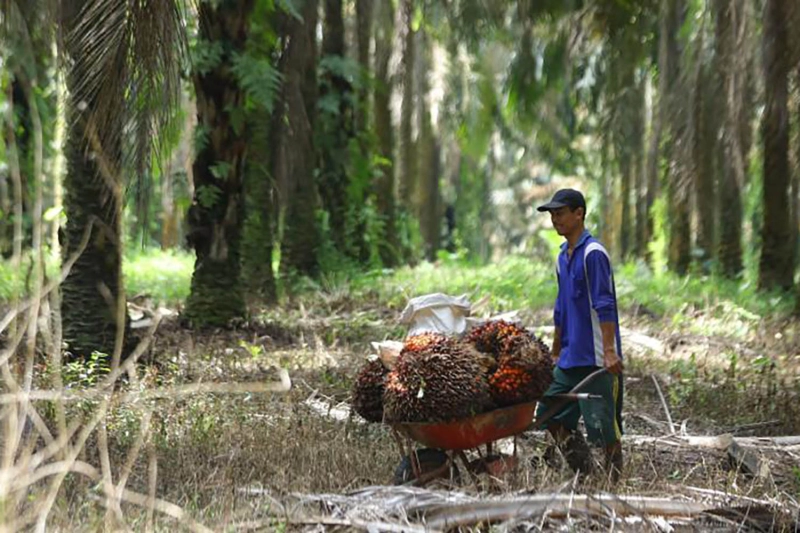 Apkasindo Aceh Tolak Penggabungan Badan Pengelola Kakao dan Kelapa ke BPDPKS