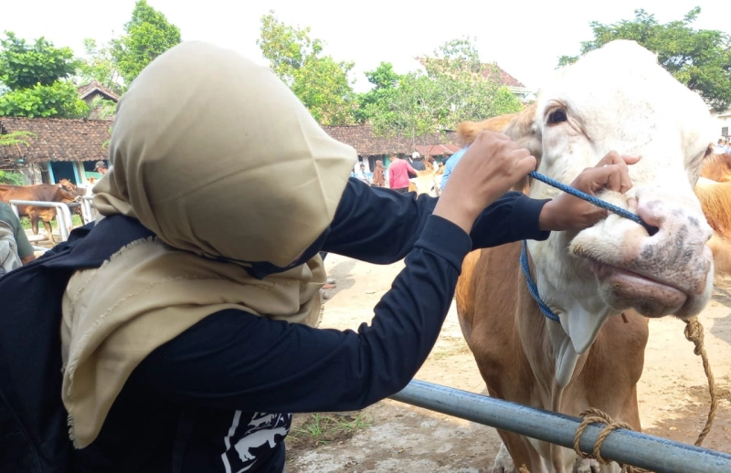 Tradisi Meugang Ramadan, Disnak Aceh Periksa Kesehatan Hewan 