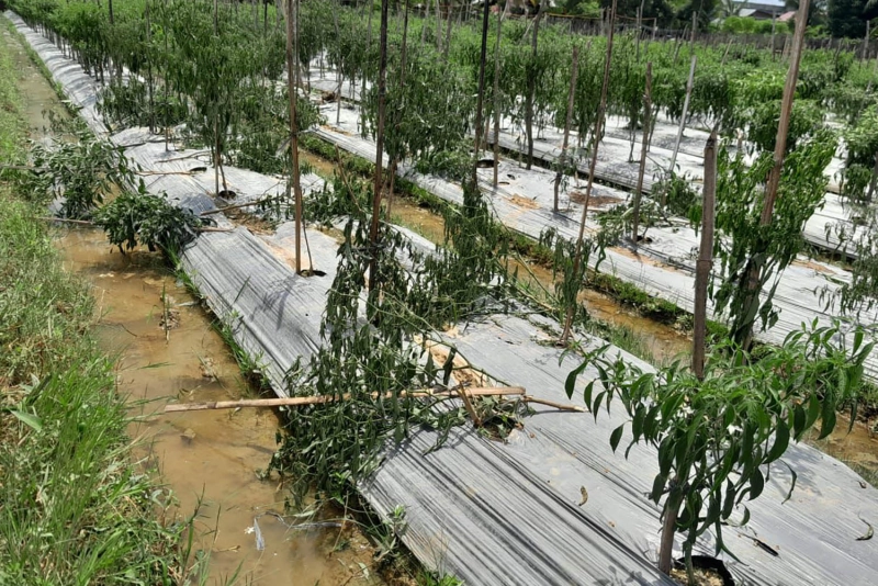 Kebun Cabai Relawan Bustami Hamzah di Bireuen Diobrak-abrik OTK Usai Pasang Spanduk