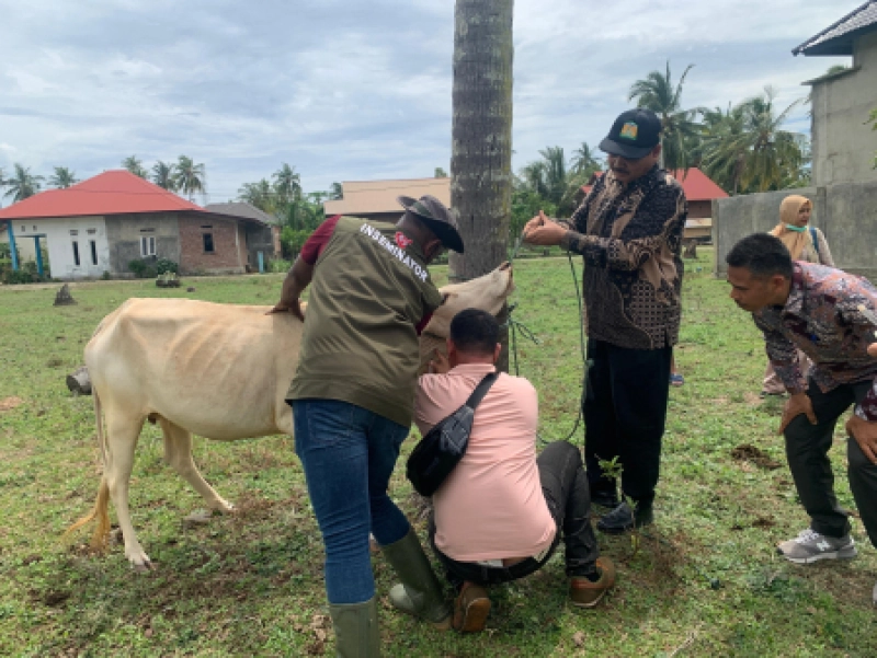 2.533 Ternak di Aceh Terinfeksi PMK, 94 Ekor Mati