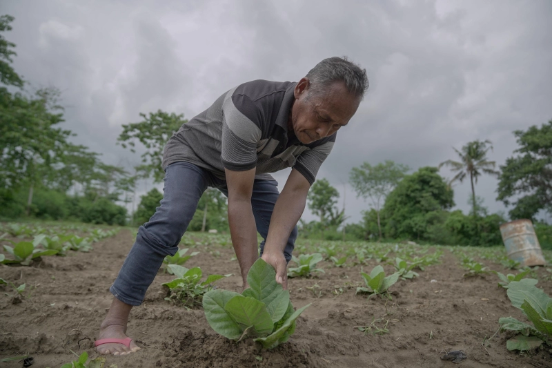 Belum Digarap Optimal, Bea Cukai Ajak Pemerintah Aceh Lirik Potensi Tembakau