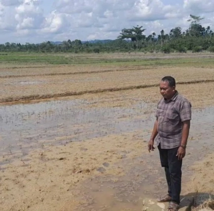 Akibat Banjir, 77 Hektare Tanaman Padi di Aceh Timur Terancam Gagal Panen