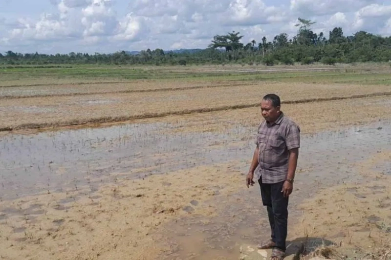 Akibat Banjir, 77 Hektare Tanaman Padi di Aceh Timur Terancam Gagal Panen