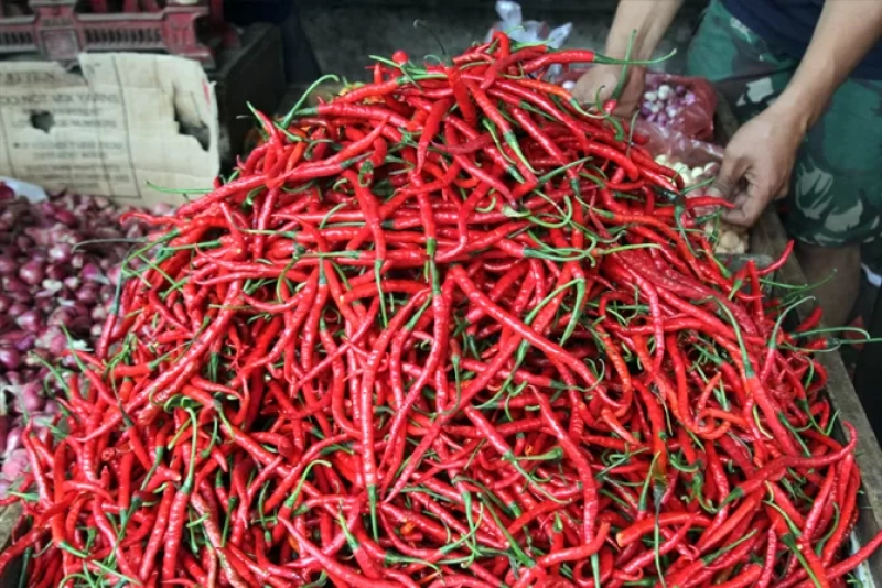 Harga Cabai Merah Turun Rp 5000/Kg di Pasar Induk Lambaro