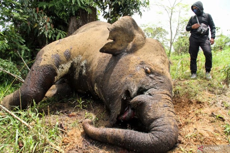 Polisi Tangkap Tersangka Pembunuhan Gajah di Aceh Utara, Terancam 5 Tahun Penjara