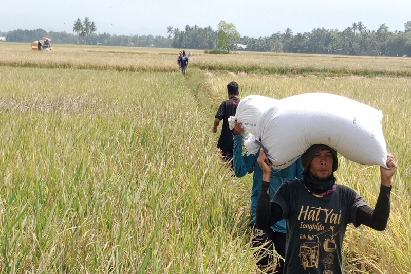 Nilai Tukar Petani Aceh Januari 2025 Turun 0,80 Persen 