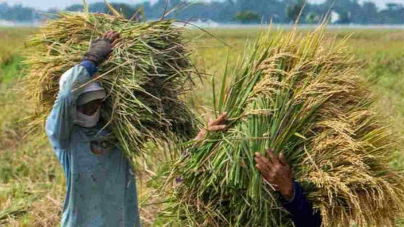 Perum Bulog akan Beli Gabah Petani Rp 6.500 per Kilogram