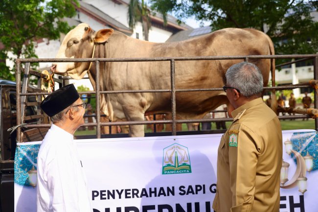 Foto Pj Gubernur Aceh Bustami Hamzah Serahkan Hewan Kurban Bantuan Presiden kepada Masyarakat Pidie Jaya